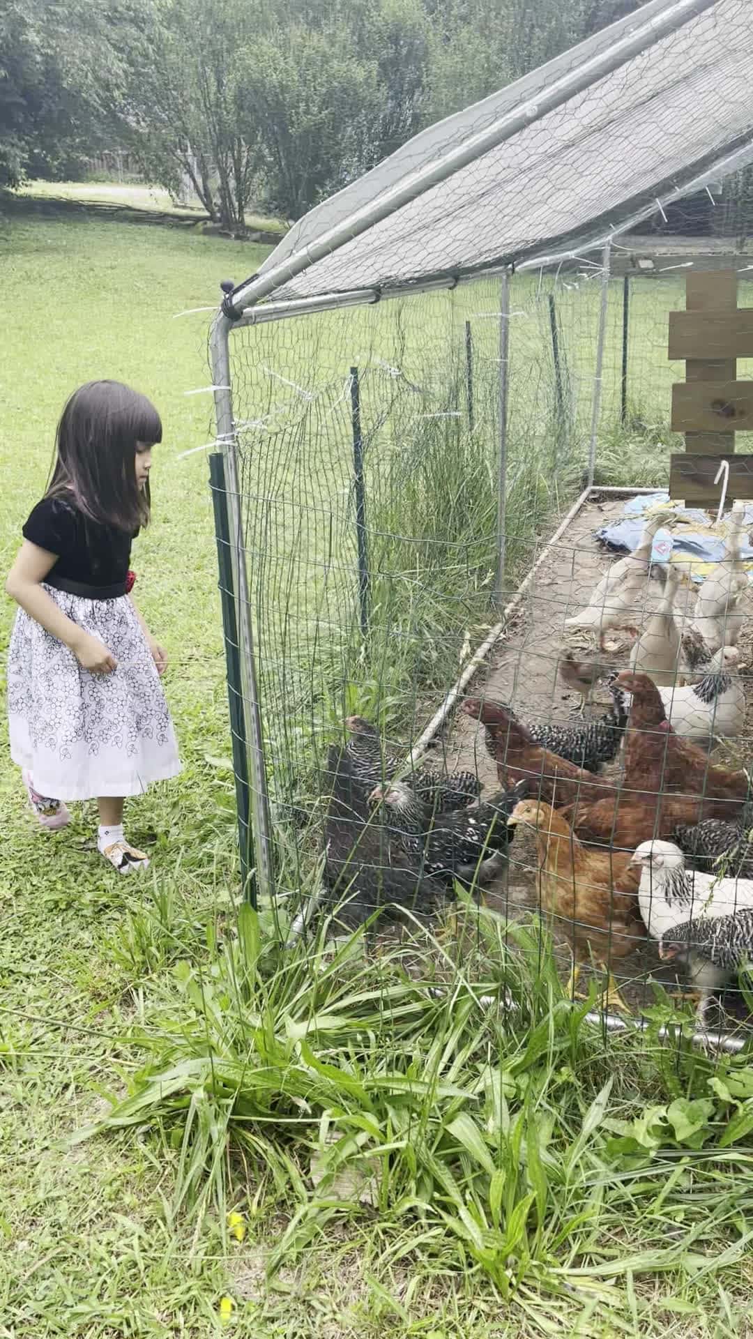 Cover for Angie feeds the chicken  #kids