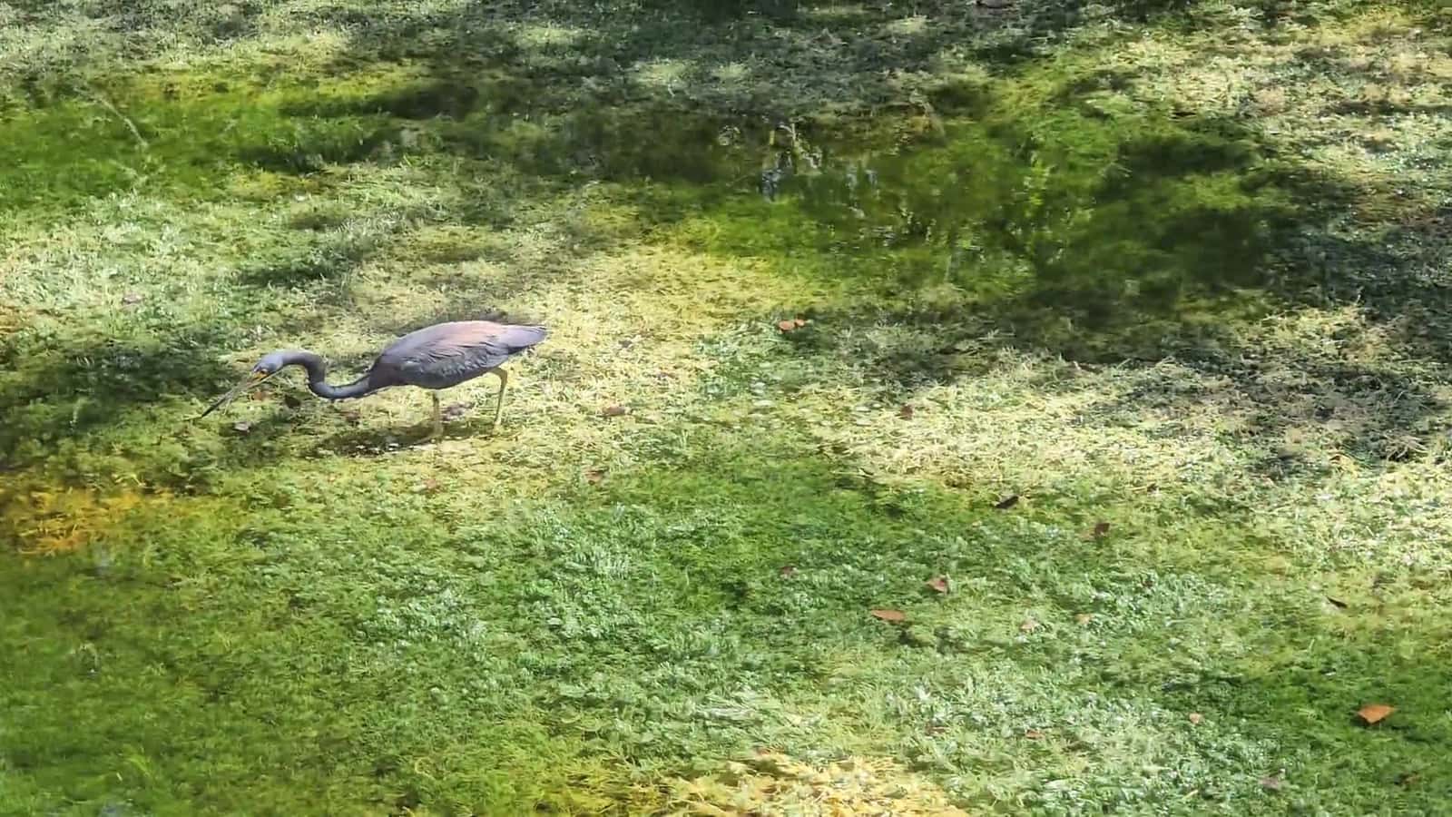 Cover for Only in Florida: Did someone spot a real-life dinosaur? 🦖 #FloridaMan #Wildlife #Dinosaur #CaughtOnCamera