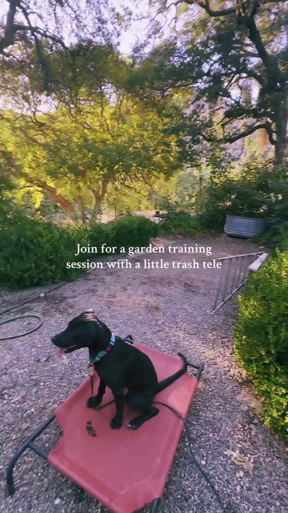 Cover for Training tv at the same time no excuses Go train countrylifestyle countryliving gardens do 28141 #shortvideos