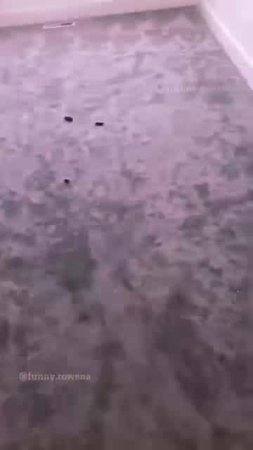 Cover for #animals #funnyvideos #funny #pet #dog #cat #laugh #cute #dogsoftiktok #catsoftiktok #fyp #foryou 11