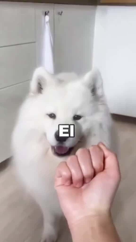 Cover for What you need to know before getting a samoyed asmr dogsoftiktok samoyed asmrtiktoks foryo 22526 #trendingscoopz