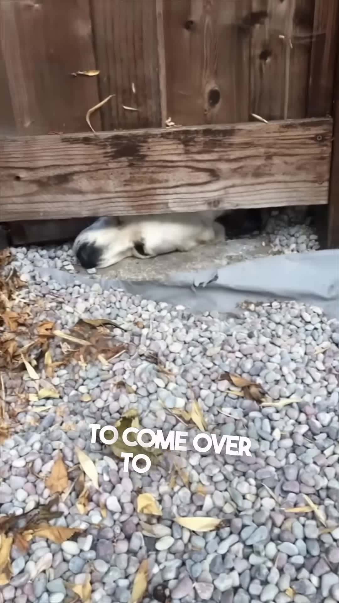Cover for This dog just wants to see his neighbors