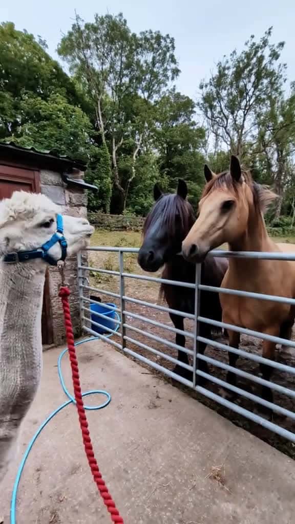 Cover for Alpaca funny video foryou funnyvideos funny alpaca funnytiktok 49759 #shortvideos