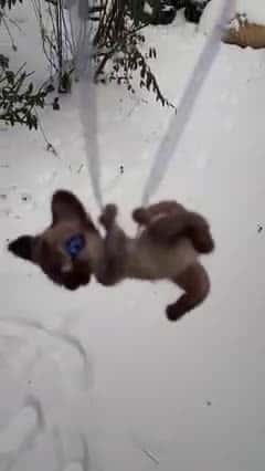Cover for Video 6895