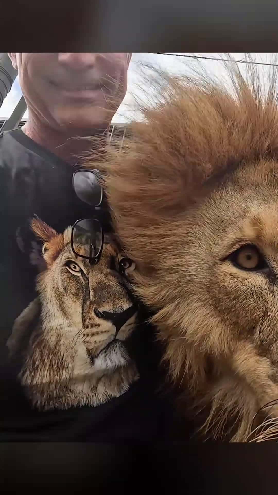 Cover for #kitty #kittycat #lion #funnyanimals #natur #bigcat♥️🥰♥️