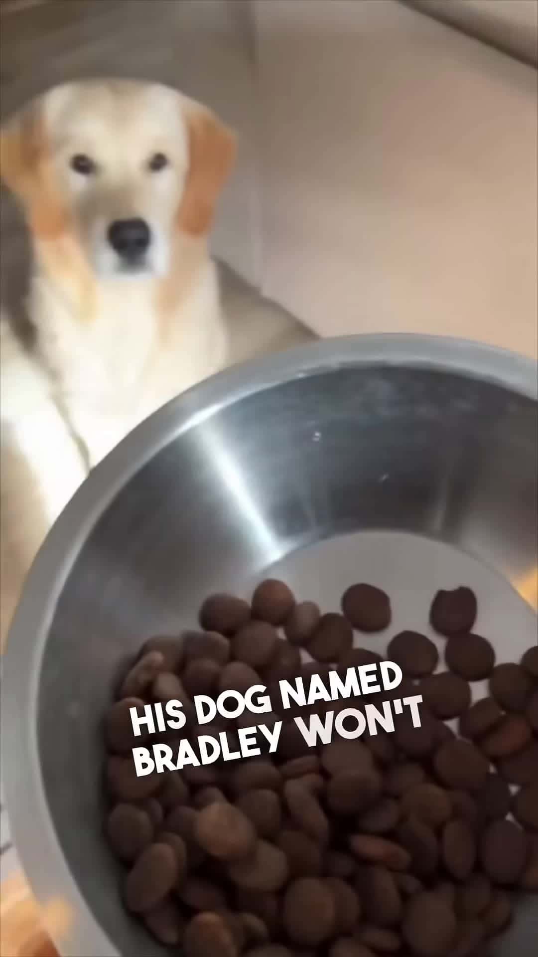 Cover for When your dog is a picky eater