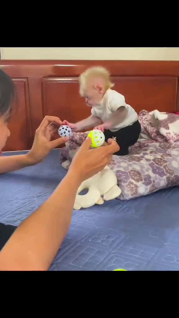 Cover for Brother playing with monkey Baby #babymonkey #bibimonkey  created by Baby Monkey Family with Baby Monkey Family’s original sound