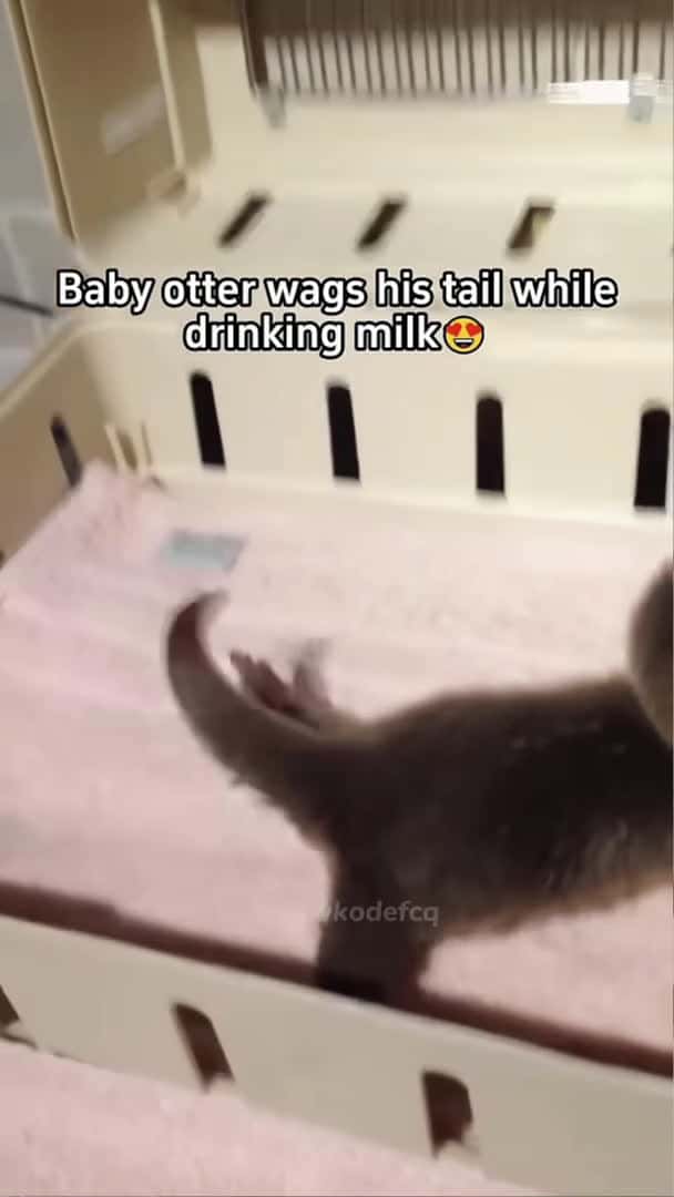 Cover for Funny otter 🦦 #funny #animals #funnyshorts #pets #fyp #foryou