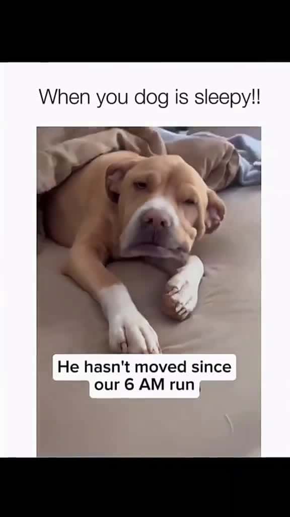 Cover for #turixfails #turixpets #turixlaughs #turixanimals #turixmoments #turixlol #turixreels #funnypets #funnydogs #petfails #dogfails #derpydogs #dogmemes #petmemes #zoomies #doggofails #pupperlaughs #hilariouspets #petcomedy 