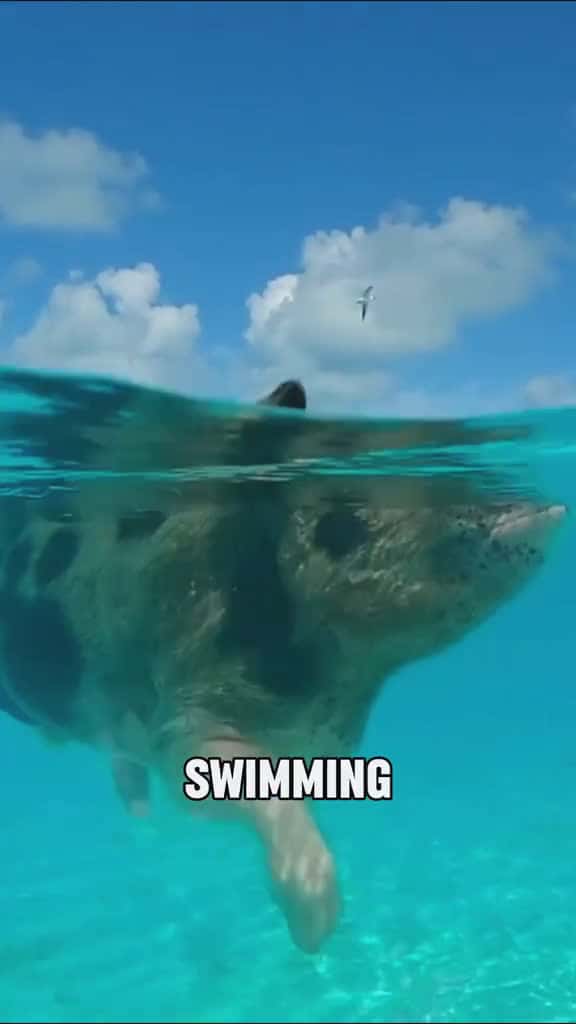 Cover for Have you ever seen a pig that can swim#tiktok #foryou #animals #cute #pig