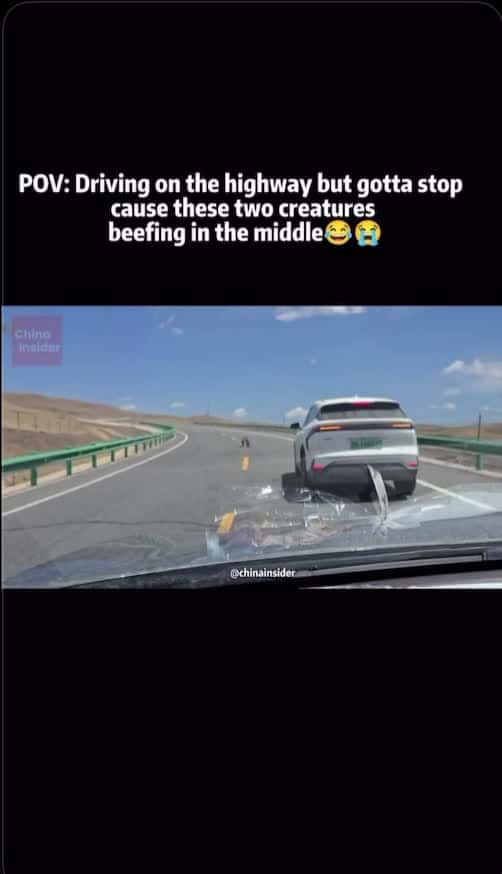 Cover for #fyp  #funnyvideos  #toofunnytoscroll  #viral