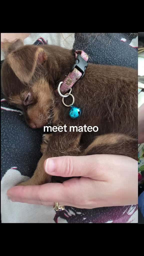 Cover for 'definitely a mommas boy .still very small baby .his names mateo.  hes a cuddler very attached to mommy's side. mommas not doing the best physically . so hes my emotional support dog #hashimotosdisease #dogmomlife #autoimmunedi...