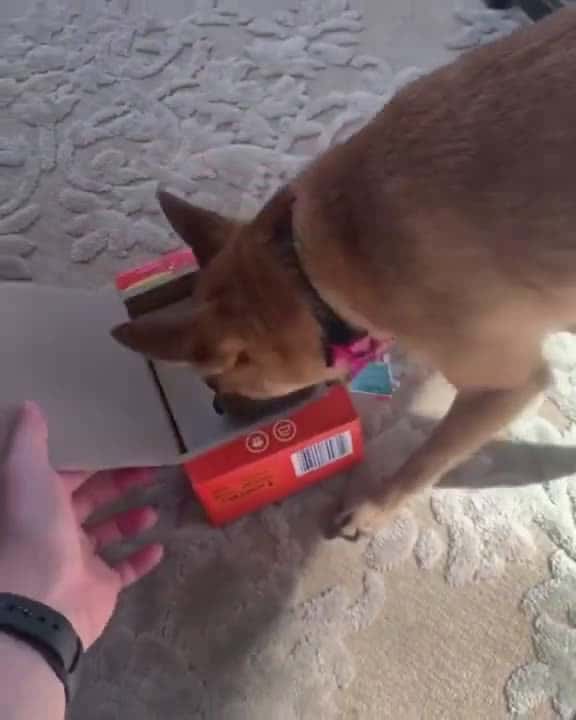 Cover for Dog really likes dryer sheets