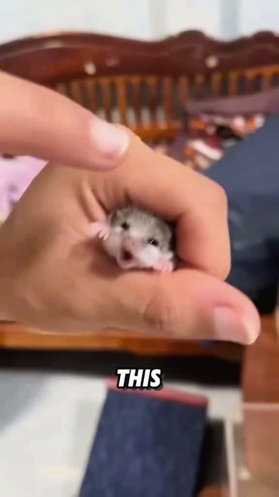 Cover for Mini creature#tiktok #foryou #viral #animals #fyp #cute #dormouse