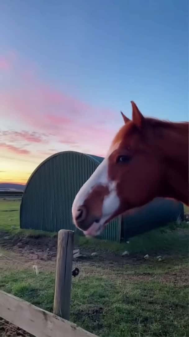 Cover for Horses like to snow!!!🤣🤣🐴#funnyhorse #funnyanimals #petvideos #horse #horsesoftiktok #fyp #usa_84 (2)