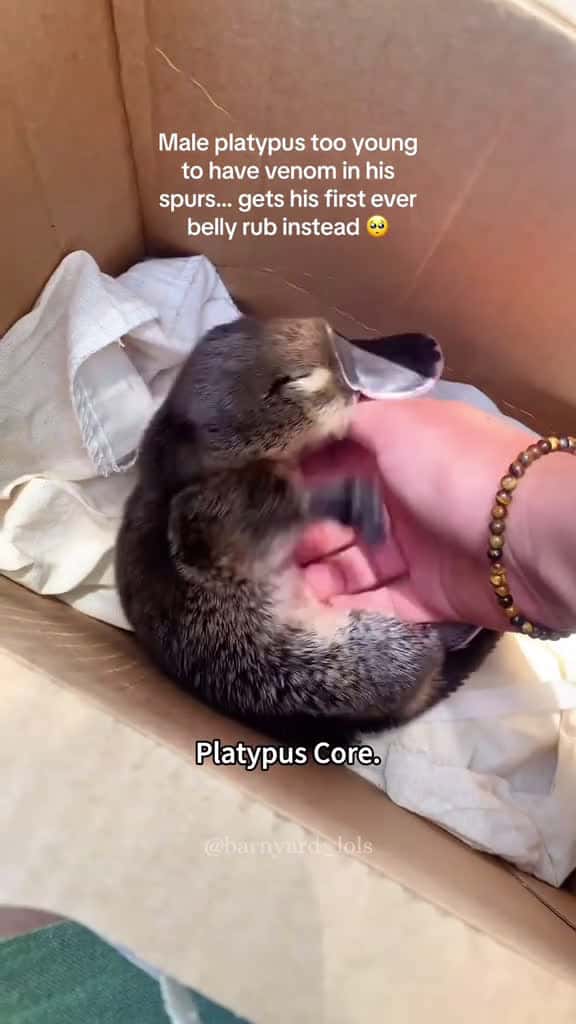 Cover for Platypus Core. platypus fyp funny Love fyp 55799 #us