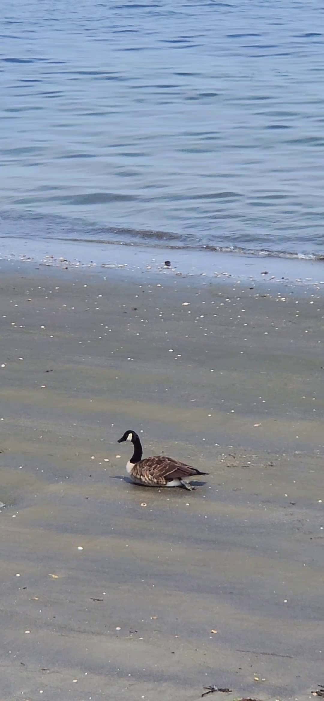 Cover for Candian Geese  #newyork  #canadiangeese 