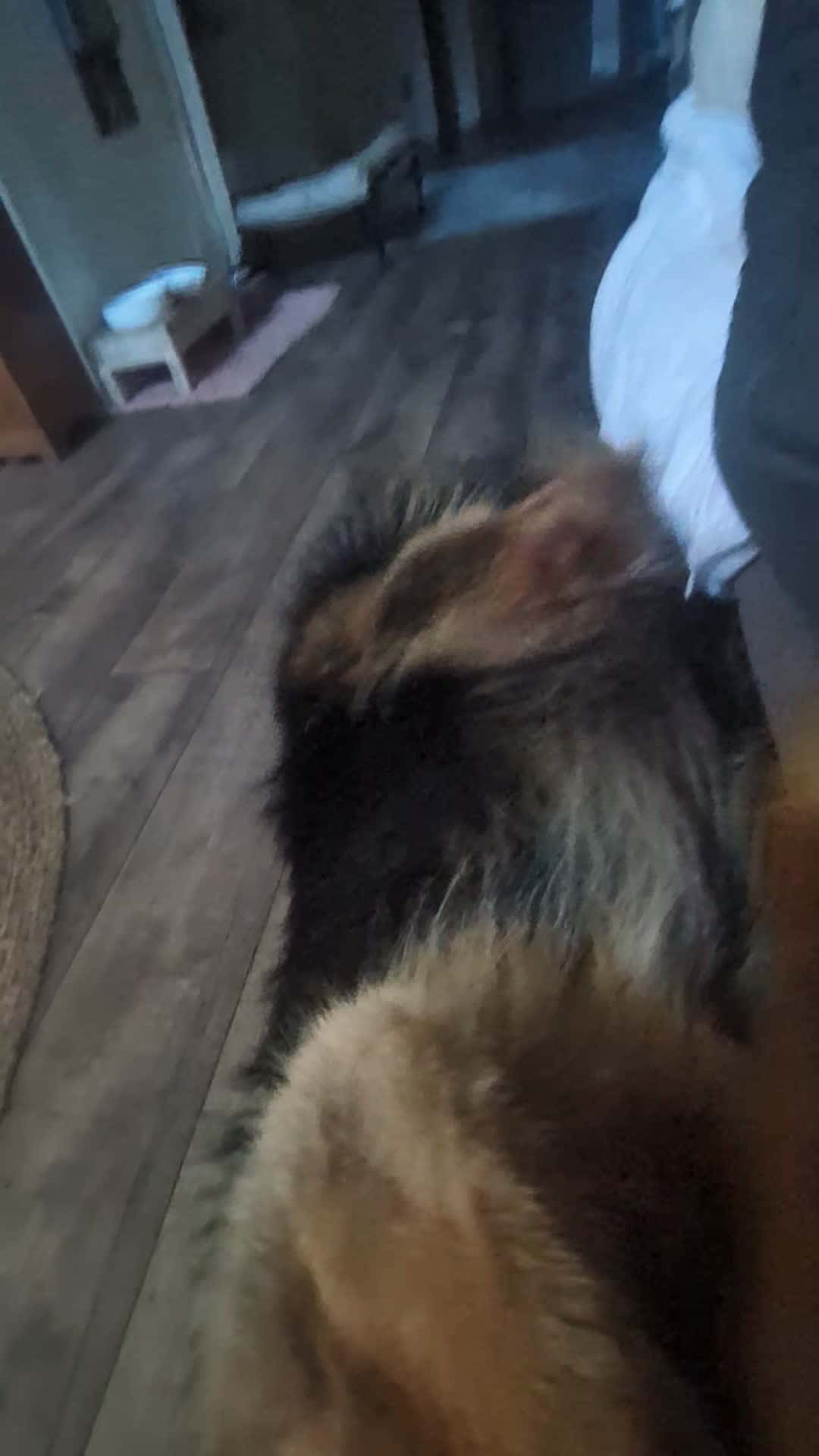 Cover for hurry up and just pet me RRRRGGGG