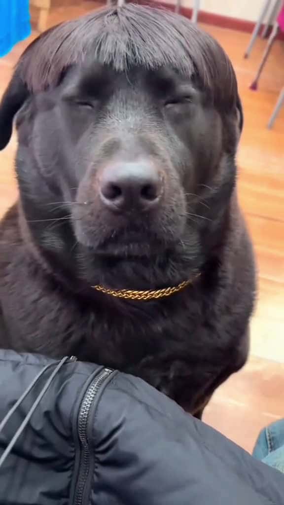 Cover for Dog has a new hairstyle 💇‍♀️ #dogsoftiktok #dogtok #dog #dogs #funnyvideos #funny #pet #doglife #dogfunny  created by hilariousdogs11 with Gold-Tiger’s Funny