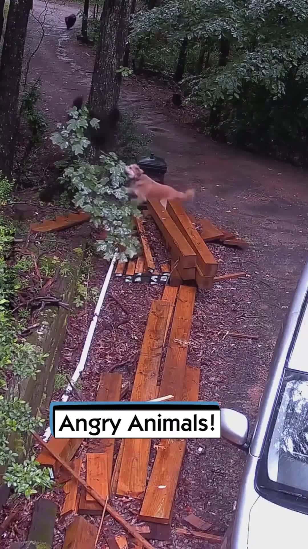 Cover for Angry Animals!