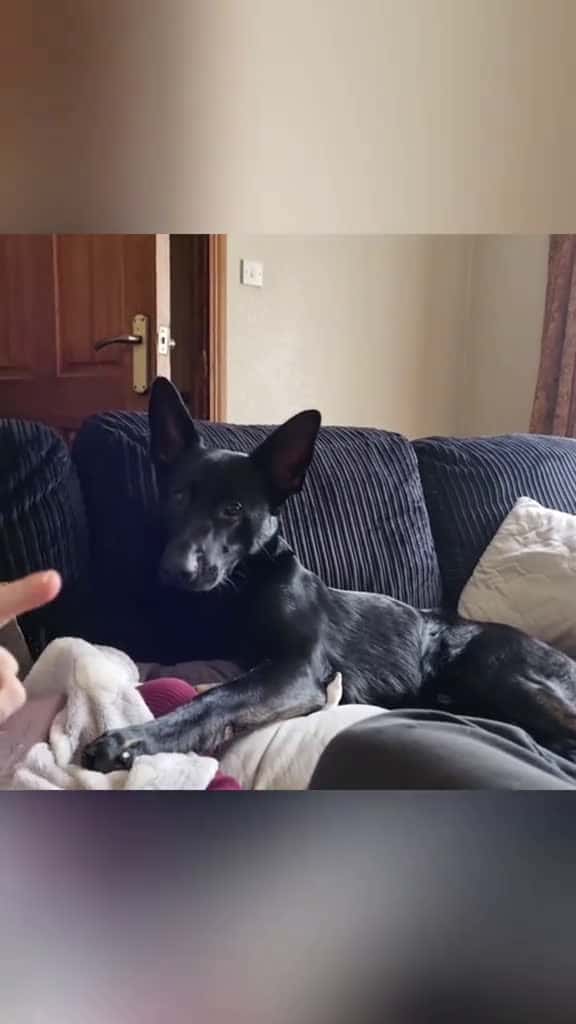 Cover for Dogs are jealous of your romantic relationship #dogsoftiktok #dogtok #dog #funnyvideos #pet #doglife #funnydog #dogs #funny #dogfunnyvideo  created by hilariousdogs11 with hilariousdogs11’s original sound