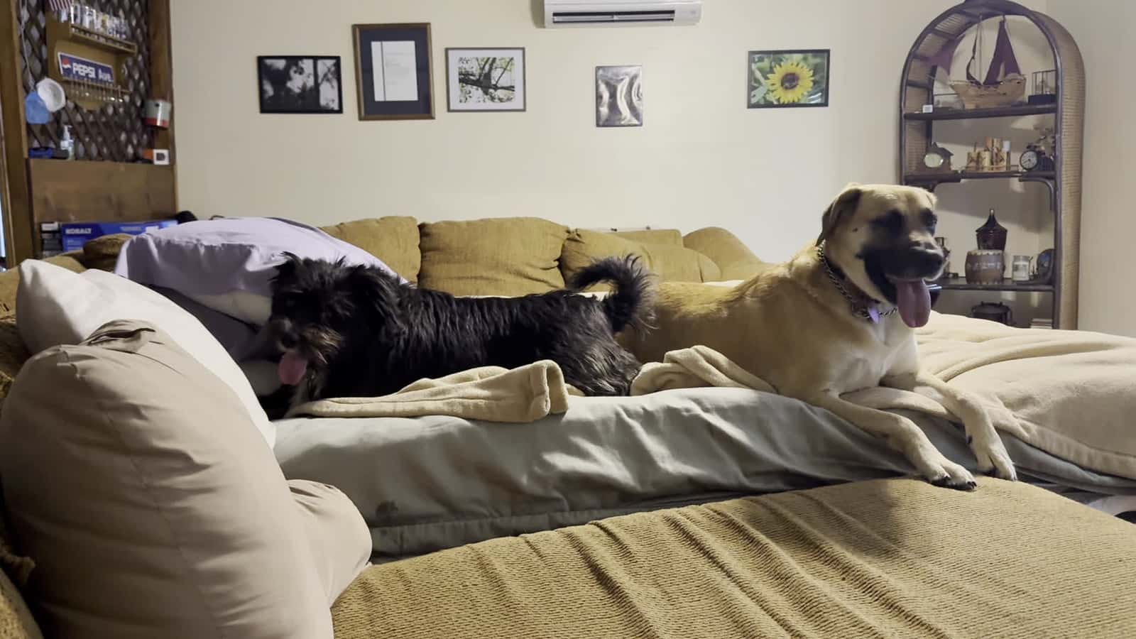Cover for Moxie & Silo take over the TV Room😂
