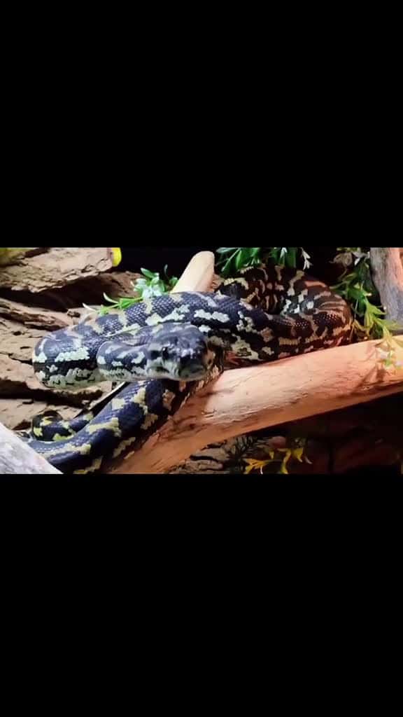 Cover for 'My pretty Jungle Carpet Python Asmodeus Jafar 🥰 #pretty #exoticpets #reptile #snake #jungle #carpet #python #boop #the #snoot #boopthesnoot #cute #asmodeus #jafar' by WinterMalaiKat