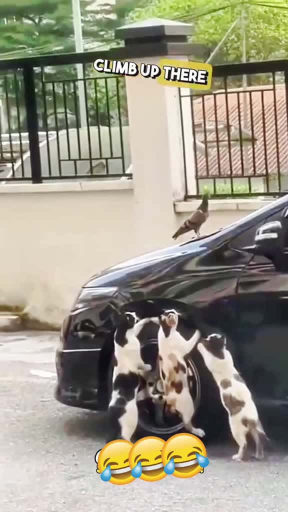 Cover for Mashup #funnymoments #funnyanimals #petlover #pets #funnyvideos #funny #laughter #voiceover 