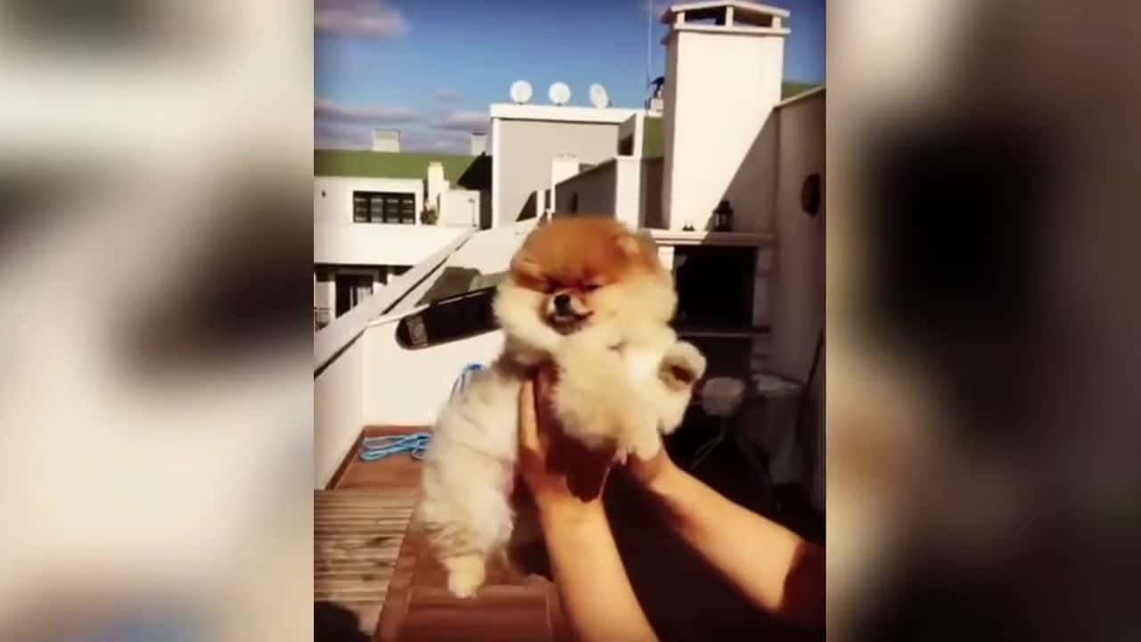 Cover for Cutest and Funny Dogs #puppies #cute #puppylove