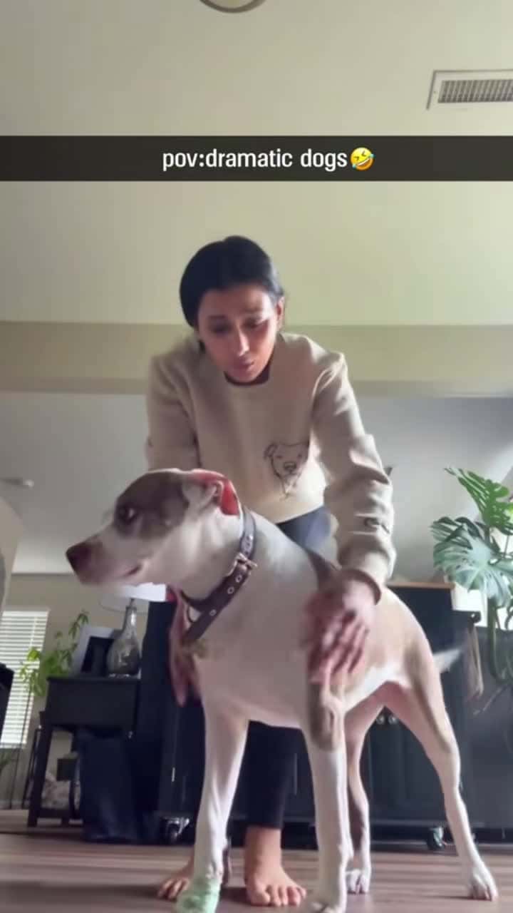 Cover for Funny dramatic dog #funny #dog #funnyvideos #lol