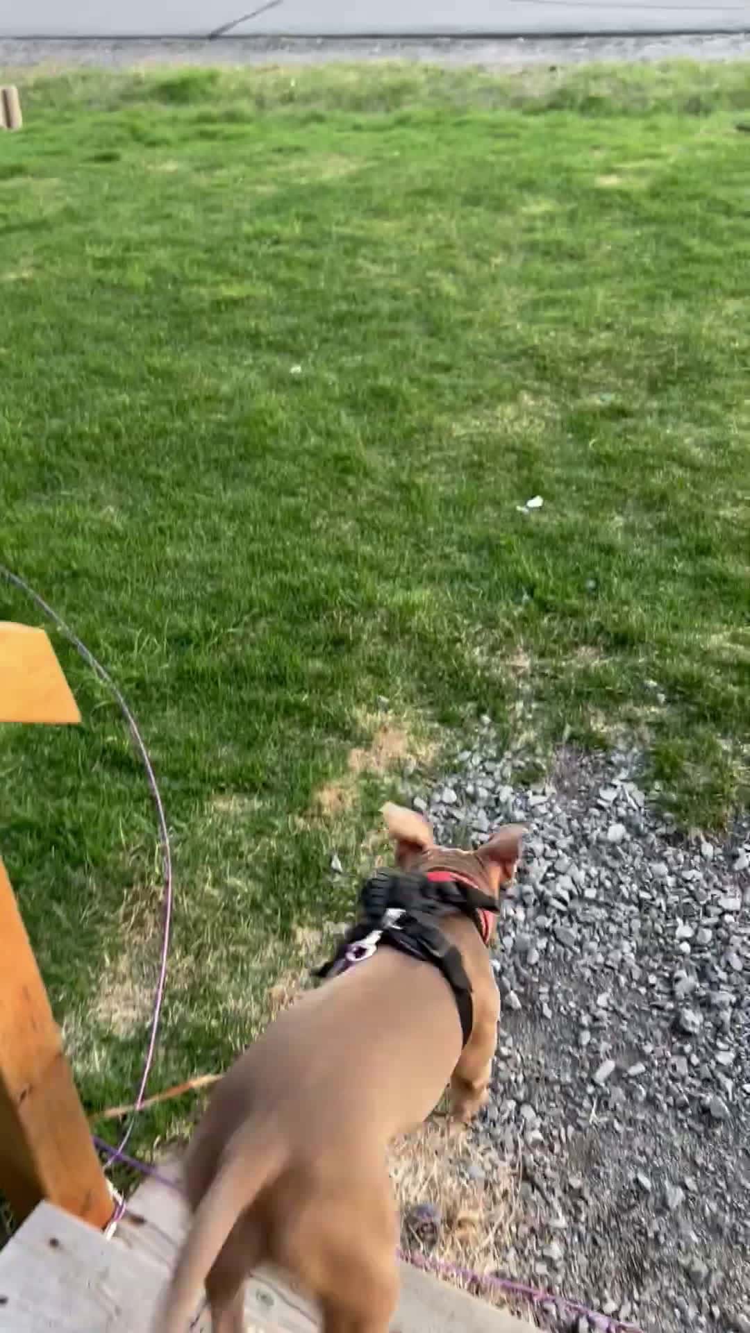 Cover for Dog Tumbles While Chasing Boy on Leash