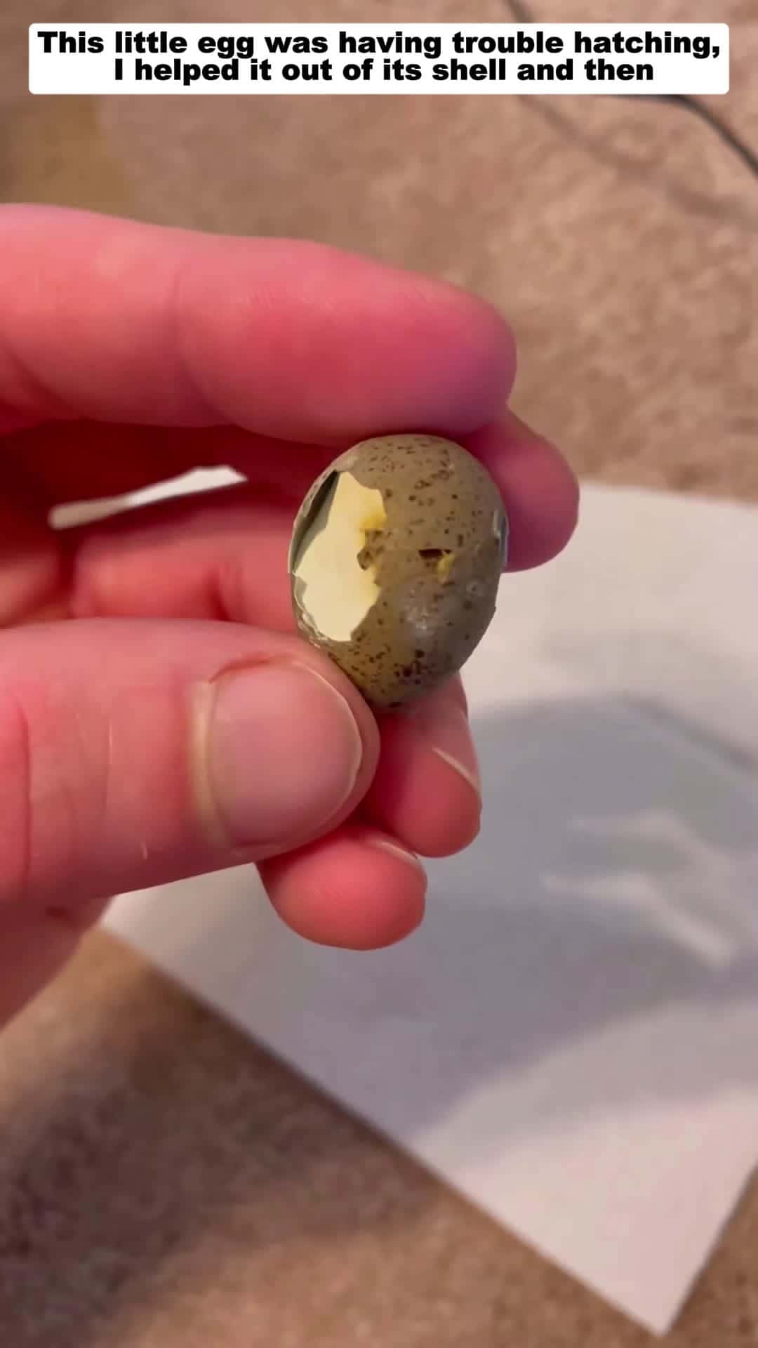 Cover for This little egg was having trouble hatching I helped it chicken babychicken short