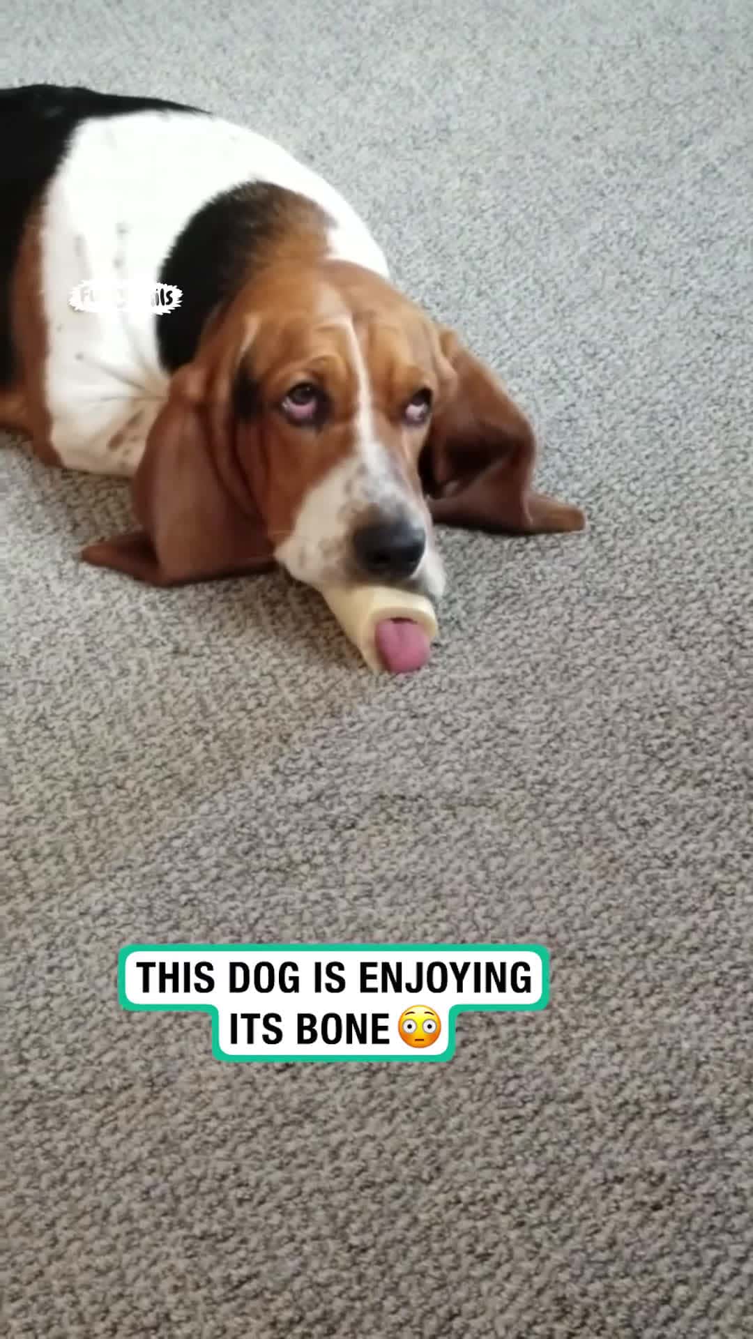 Cover for Basset Hound Licks Through Bone