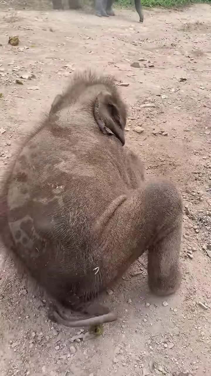 Cover for Happy happy happy.#tiktok #fyp #elephants #animals 