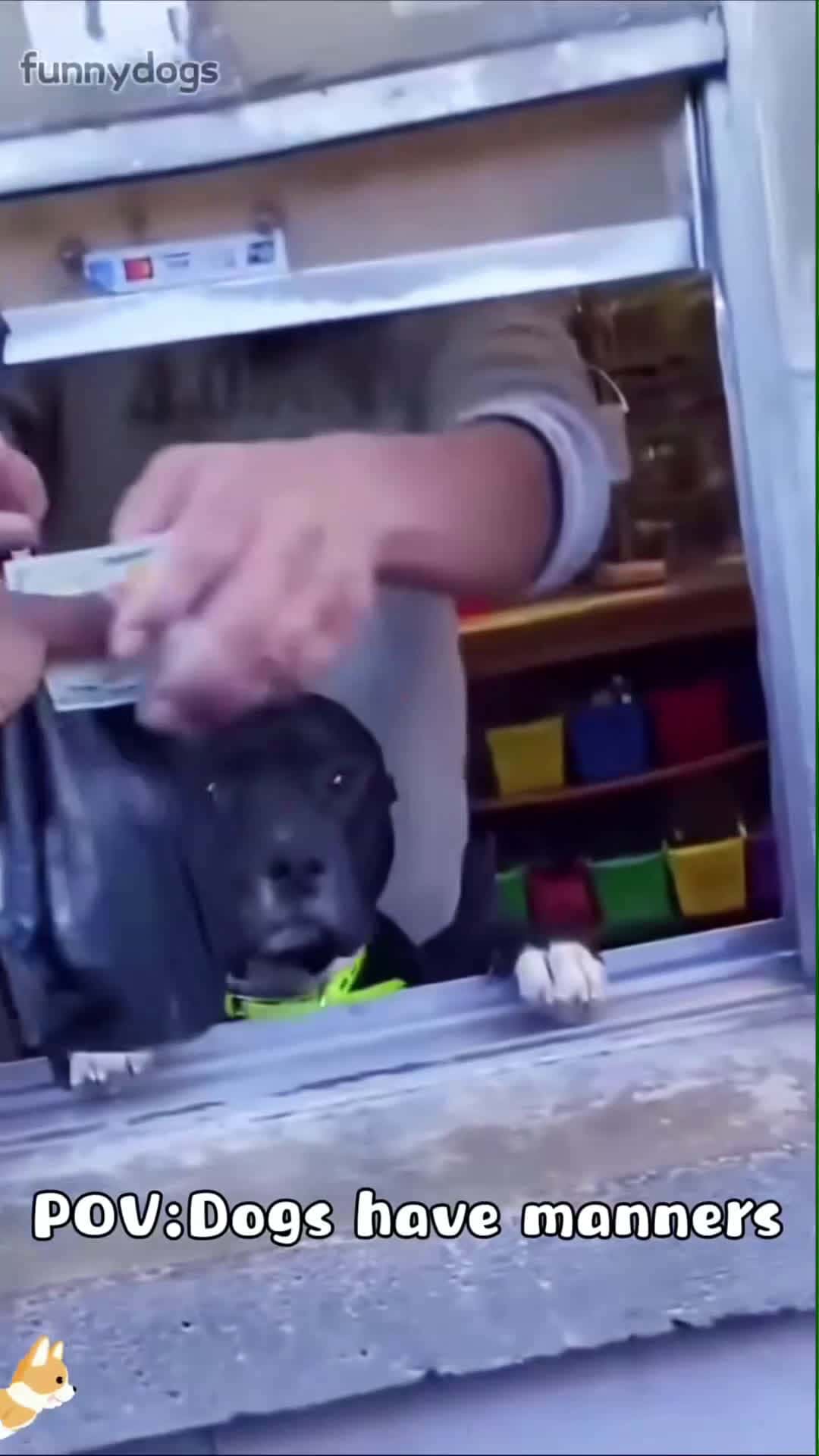 Cover for Dogs have manners.#dog#funny#funnyanimals#funnypets#animals #dogsoftt... (2)