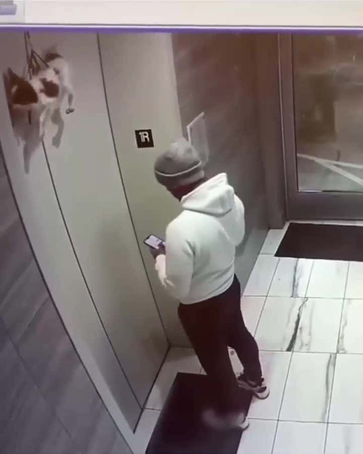 Cover for Man Finds Dog Stuck By It's Leash, Hanging From Elivator 😱