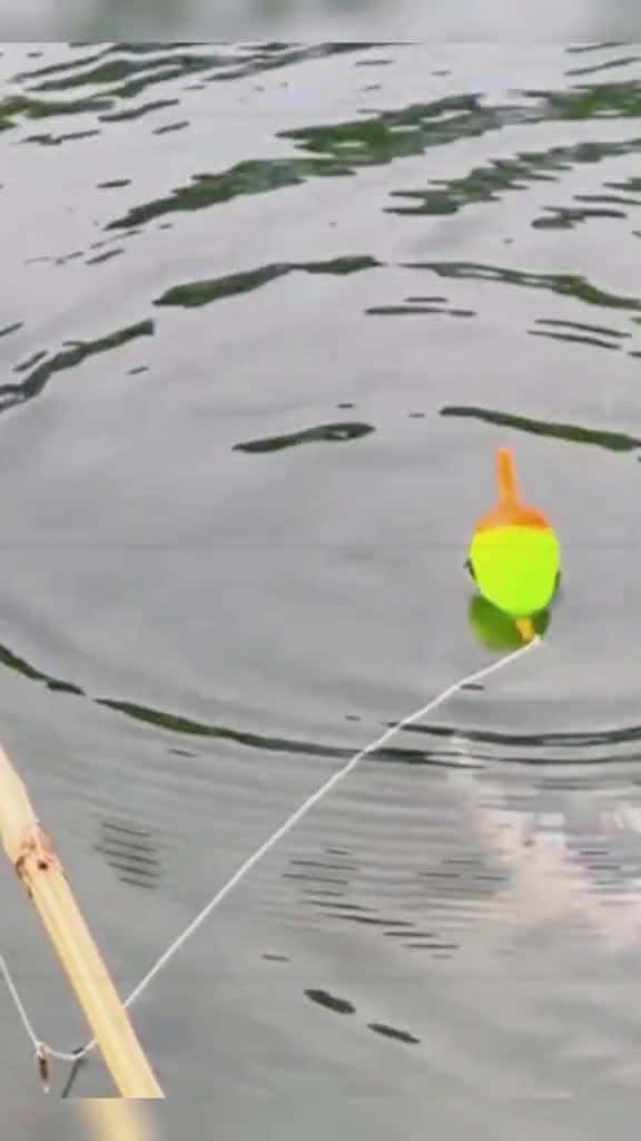 Cover for Amazing fishing Wait for last fishing fish fishingvideos bigfish amazingfishing bigfish fi 48096 #american