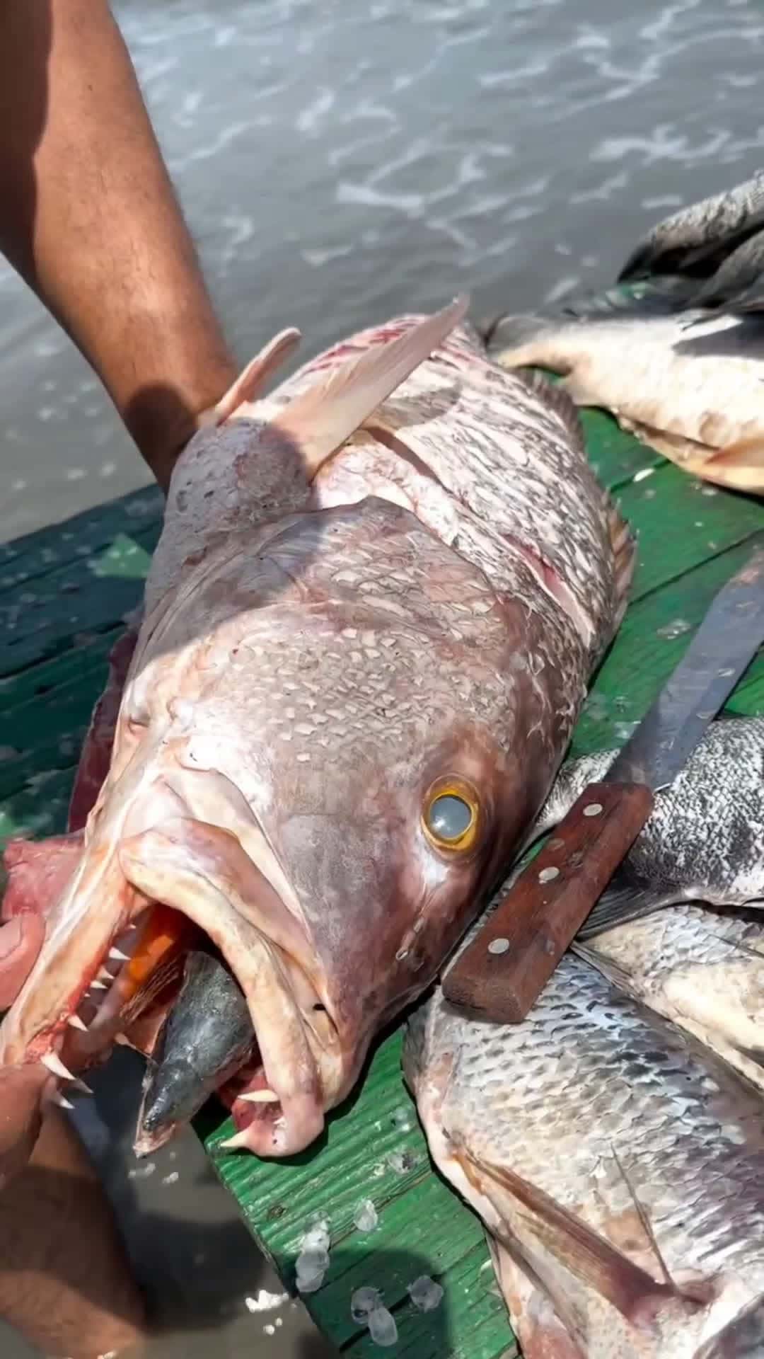 Cover for #food #fish