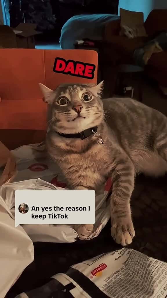 Cover for Funny cat voice over funnyvideos pet fouryou usa tiktok usas USA cat catsoftiktok catlover 89887 #shortvideosscoopz