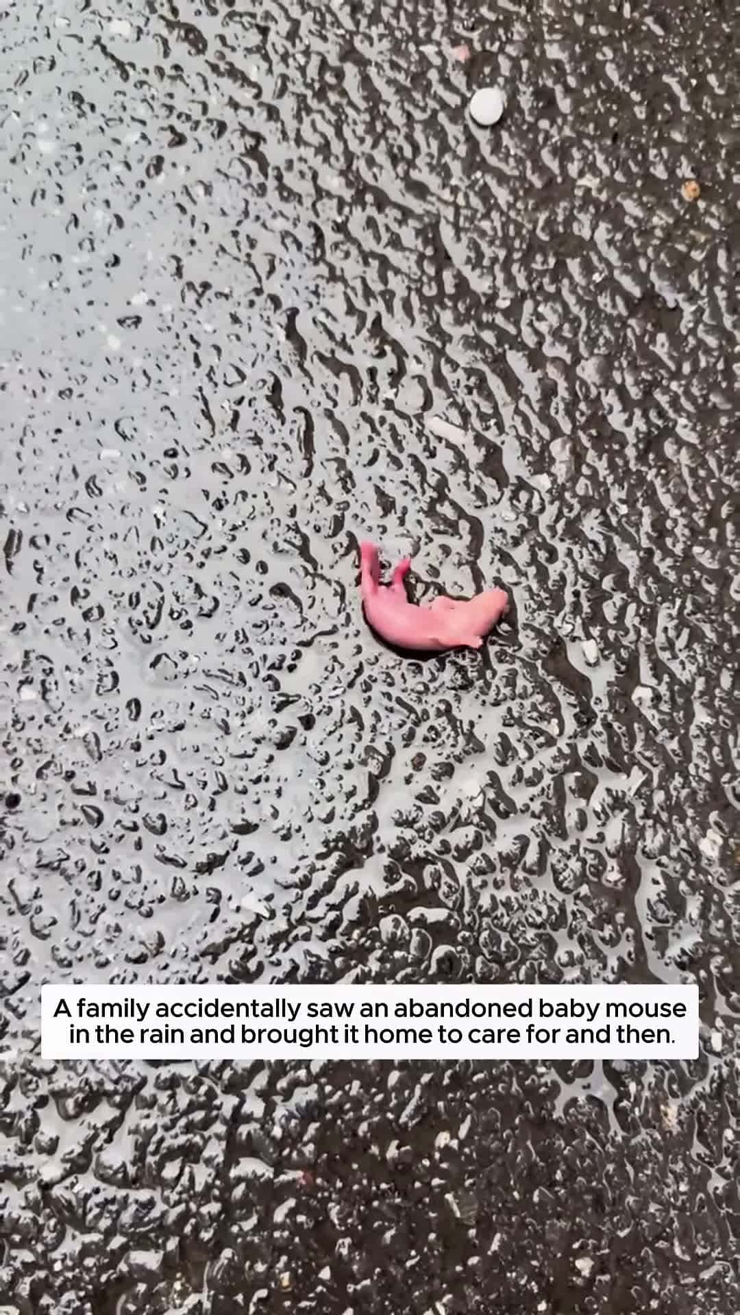 Cover for A family accidentally saw an abandoned baby mouse in the rain and then animalshorts
