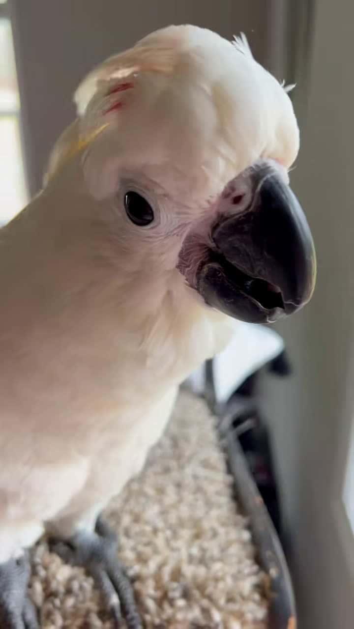Cover for Let me know if this is helpful 🌈✨❤️ #casperthetoo #umbrellacockatoo #parrotsoftiktok
