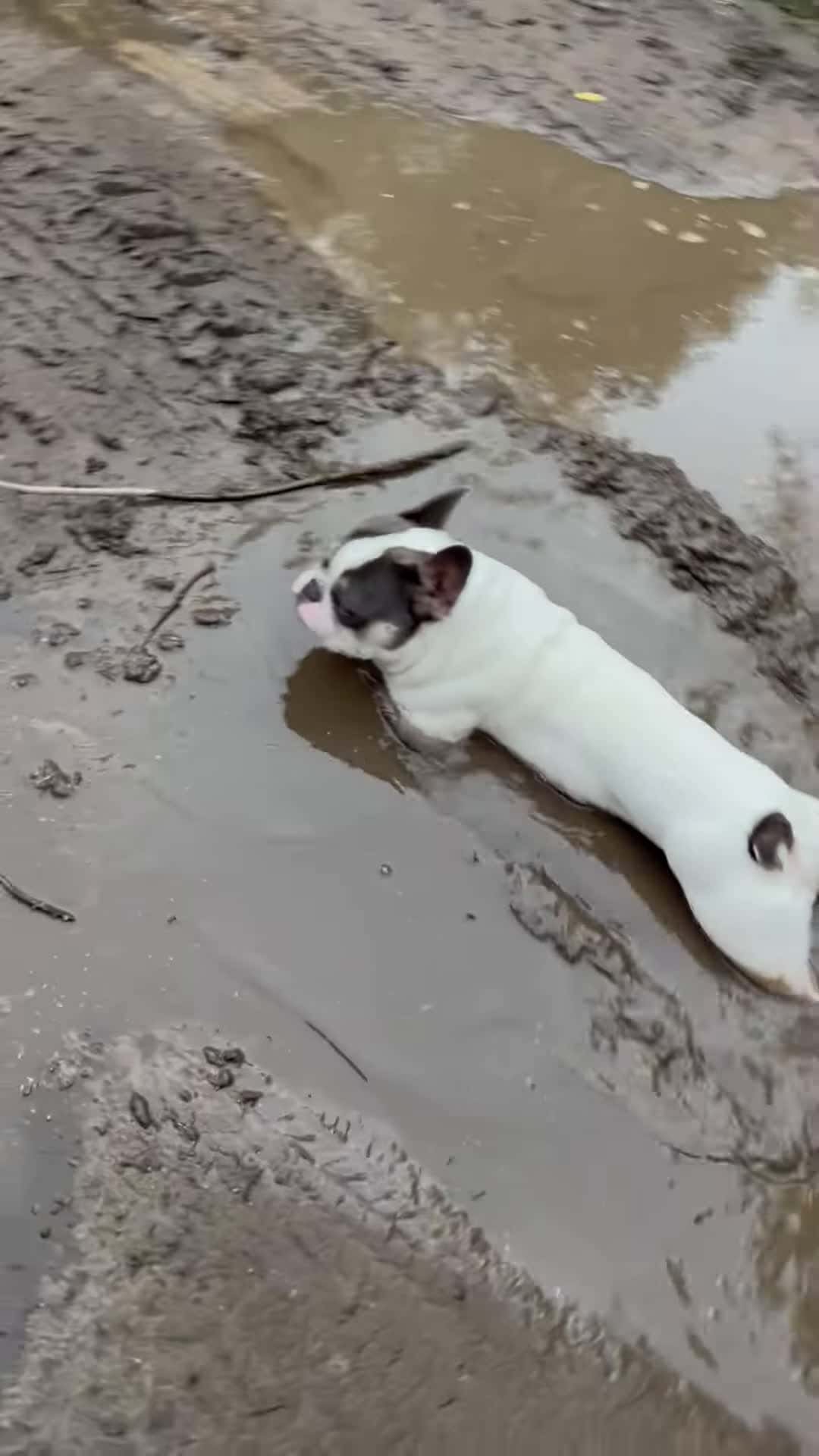 Cover for #CaughtOnCamera Playful Dog Relishes in Muddy Puddle.