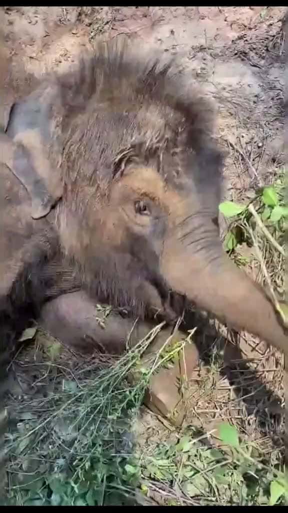 Cover for Have you ever seen a baby elephant singing？#fyp #elepants #animals
