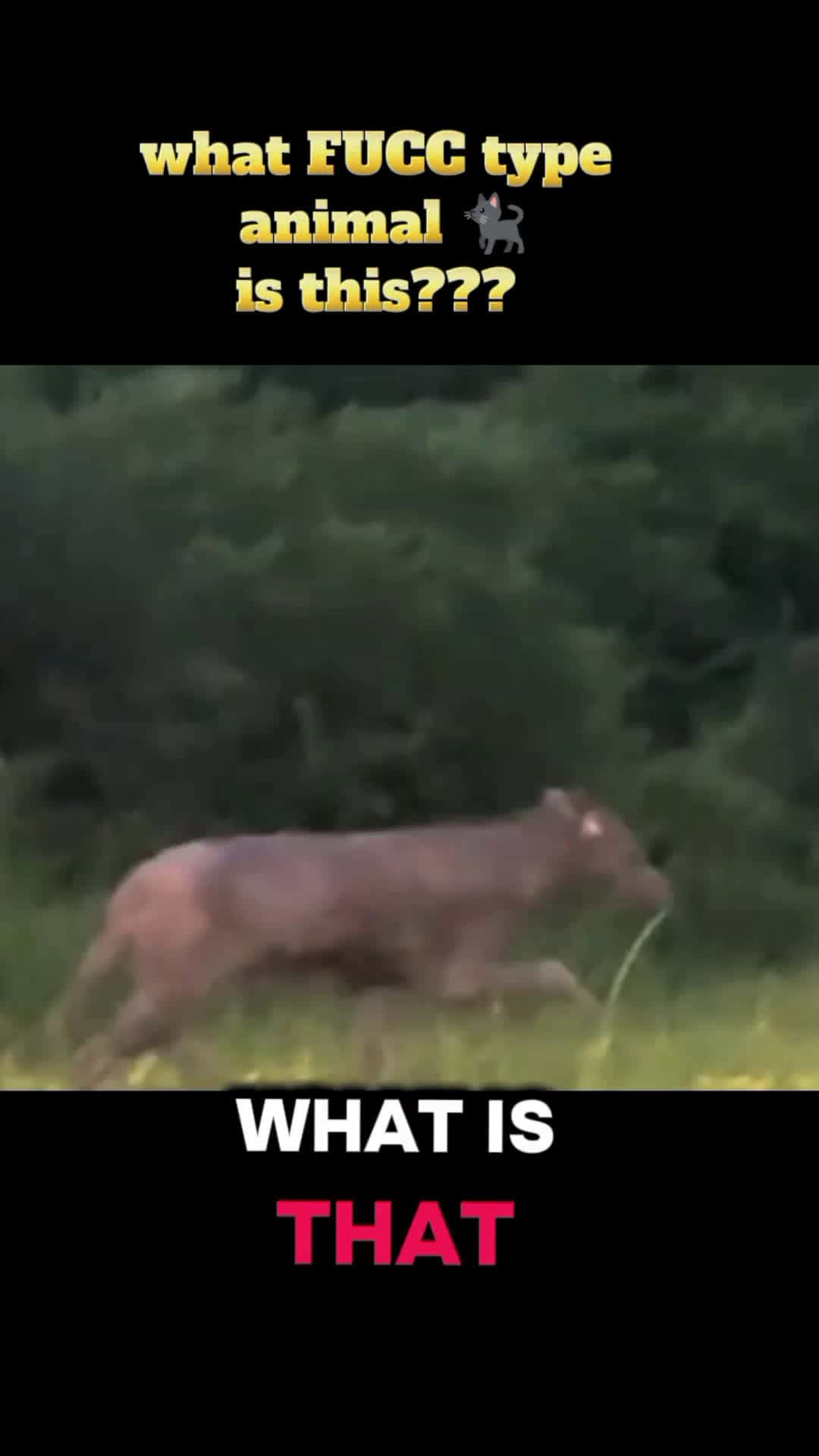 Cover for what FUCC type animal 🐈‍⬛is this??? #fyp #viral  #trending  #scoopz  #reels  #foryou  #fatp46 