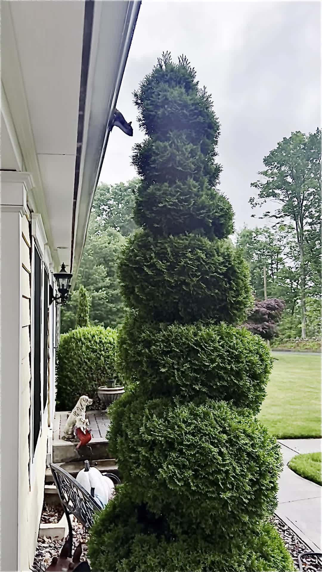 Cover for Bunch of noise on the roof, it was squirrels.