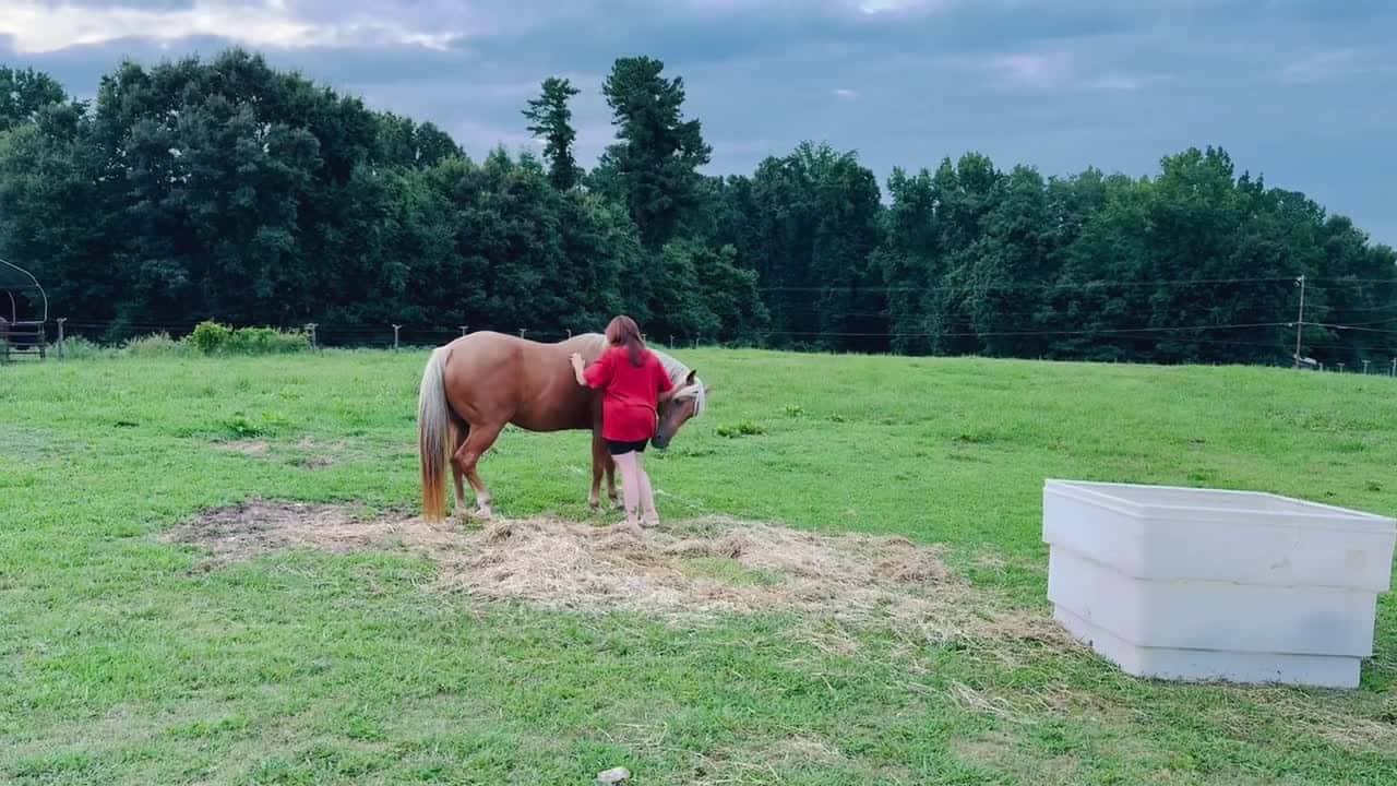 Cover for Horse Can’t Get Enough Scratchies