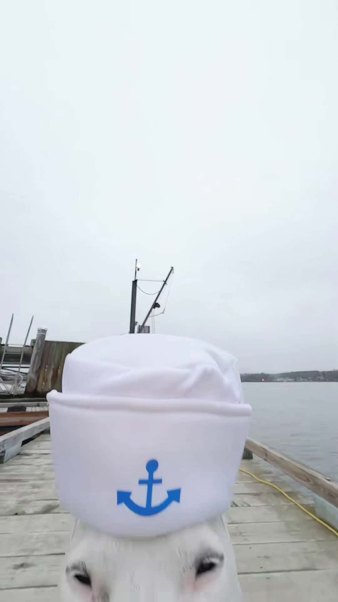 Cover for Biscuit’s on her way to the liqa sto #dogs #ahoy #matey #dogs #sea #s...