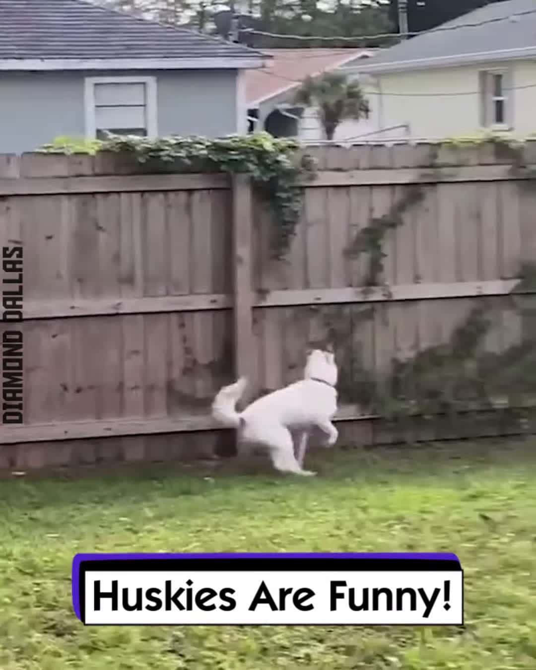 Cover for /storage/emulated/0/Download/Huskies Are Funny!