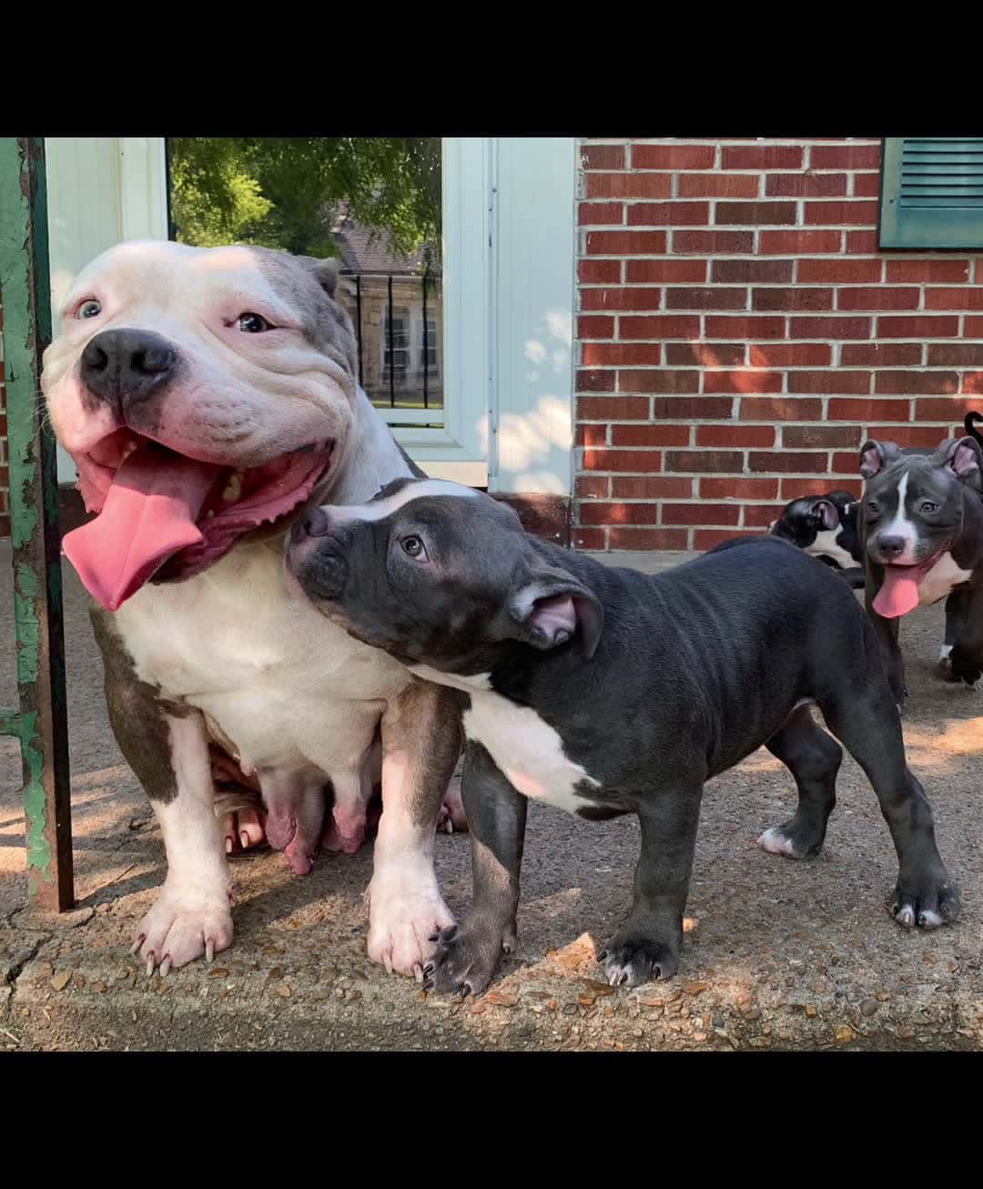 Cover for Maverick X Sky babies.😍 Come see them in person.💞 #beautiful  #photo  #americanbully  #bluebully  #puppy