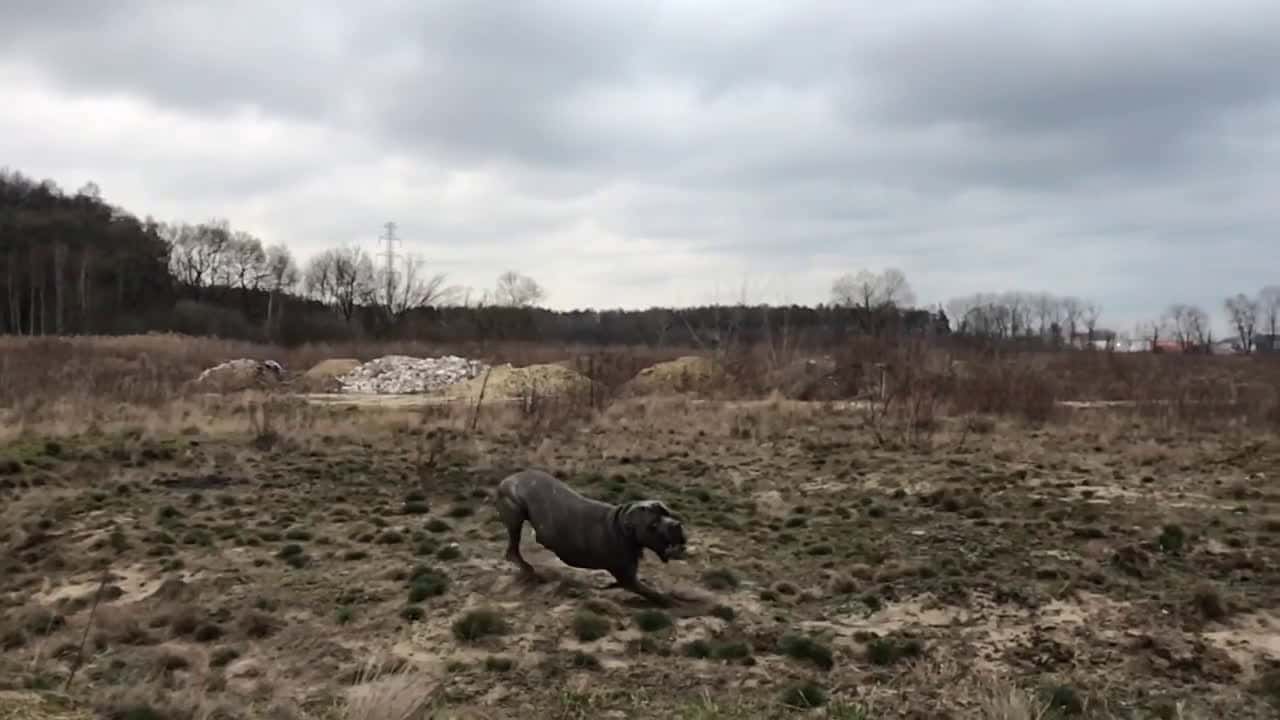 Cover for Dog running on a field in slow motion